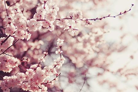 Woodside establishes strategic relationship with LNG Japan